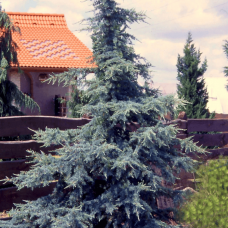 Кедр гімалайський 'Karl Fuchs'